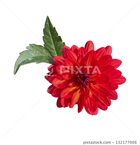 Dahlia flower head with leaves, delicate garden plant in blossom for floral arrangement, card, wedding design, collage, frame creation, isolated object cut out with clipping path, soft selective focus 132177008