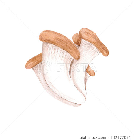 Hand drawn watercolor oyster mushrooms. Illustration of fungi isolated on white background. Can be used for postcard, label and other printed products. Hand drawn watercolor oyster mushrooms. Illustration of fungi isolated on white background. Can be used for postcard, label and other printed products. 132177035