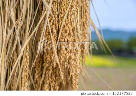 [新米] 水稻架 132177523