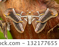 Close-up of an Atlas moth Attacus atlas, one of the largest moths in the world, resting on tree bark 132177655