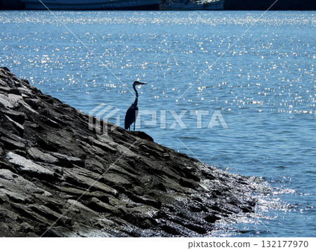 一隻鳥在岸邊觀望大海 132177970