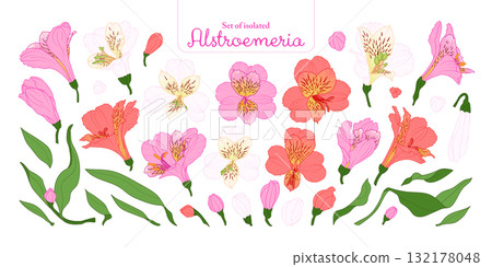 Set of Alstroemeria flower in pink, red and white color, isolated on transparent background, hand-drawn botanical illustration. 132178048