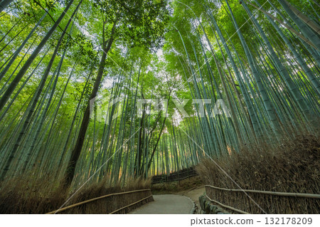 Arashiyama Kyoto Japan, Bamboo Forest in autumn season 132178209