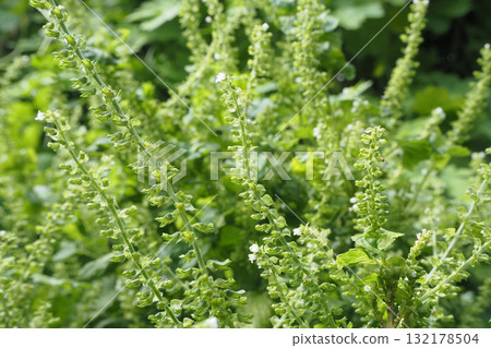 大量紫蘇籽 132178504