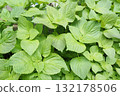 大量紫蘇葉 132178506