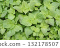 茂盛的綠色紫蘇葉 132178507