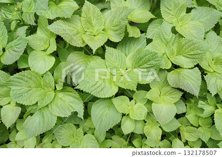Lush green shiso leaves 132178507