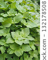 茂盛的綠色紫蘇葉 132178508