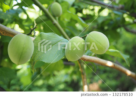 變成樹的李子樹 變成樹的李子樹 132178510