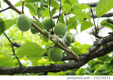 變成樹的李子樹 132178513