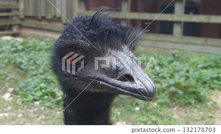 鴯鶓面朝上 132178703