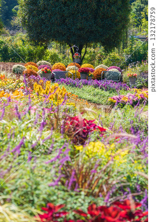 Gifu World Rose Garden, Autumn flowerbeds (Kani City, Gifu Prefecture) 132178759