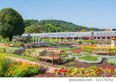 Gifu World Rose Garden, Autumn flowerbeds (Kani City, Gifu Prefecture) Gifu World Rose Garden, Autumn flowerbeds (Kani City, Gifu Prefecture) 132178762