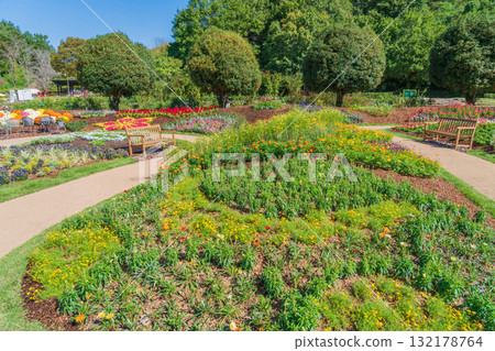 Gifu World Rose Garden, Autumn flowerbeds (Kani City, Gifu Prefecture) 132178764