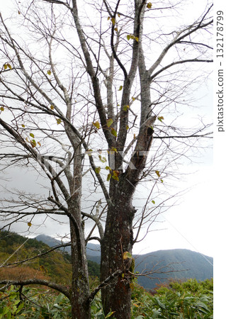 Autumn scenery at Sasaya Pass on National Route 286 132178799