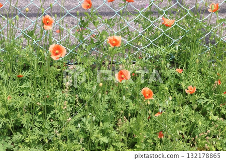 Long-headed poppy (Kawaguchi City, Saitama Prefecture) 132178865