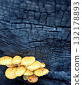 Small yellow mushrooms sprouted on a burnt tree. A theme of ecology, global warming, and rebirth. 132178893