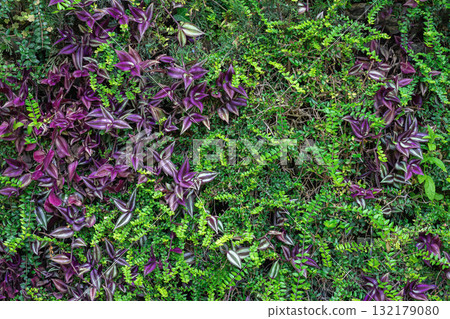 Lush mix of purple and green foliage forms vibrant natural texture on vertical garden wall. Concept of botanical background and ornamental plant combination Lush mix of purple and green foliage forms vibrant natural texture on vertical garden wall. Concept of botanical background and ornamental plant combination 132179080