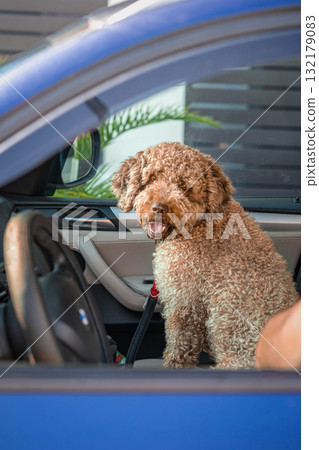 Happy curly-haired dog sitting in passenger seat of blue car, looking through open door with excitement. Concept of traveling with pet and joyful dog companionship 132179083