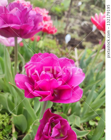 Tulip. Beautiful blooming tulip flower. Blooming tulip flower with pink petal in inflorescence on sunny spring morning. Blooming of blossoming red tulip flower growing in ground. Natural background 132179195