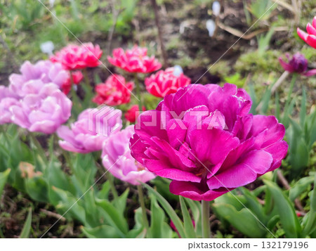 Tulip. Beautiful blooming tulip flower. Blooming tulip flower with pink petal in inflorescence on sunny spring morning. Blooming of blossoming red tulip flower growing in ground. Natural background 132179196