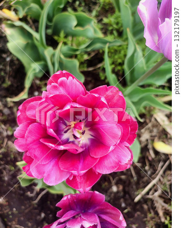 Tulip. Beautiful blooming tulip flower. Blooming tulip flower with pink petal in inflorescence on sunny spring morning. Blooming of blossoming red tulip flower growing in ground. Natural background 132179197
