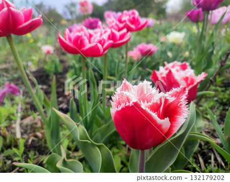 Tulip. Beautiful blooming tulip flower. Blooming tulip flower with red petal in inflorescence on sunny spring morning. Blooming of blossoming white tulip flower growing in ground. Natural background Tulip. Beautiful blooming tulip flower. Blooming tulip flower with red petal in inflorescence on sunny spring morning. Blooming of blossoming white tulip flower growing in ground. Natural background 132179202