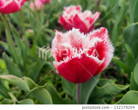Tulip. Beautiful blooming tulip flower. Blooming tulip flower with red petal in inflorescence on sunny spring morning. Blooming of blossoming white tulip flower growing in ground. Natural background 132179204