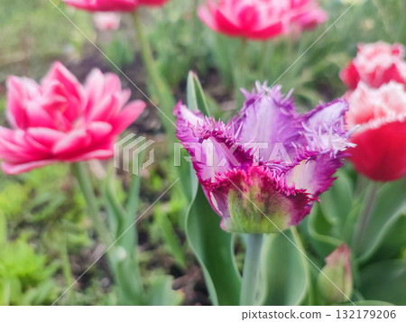 Tulip. Beautiful blooming tulip flower. Blooming tulip flower with purple petal in inflorescence on spring morning. Blooming of blossoming white tulip flower growing ground. Natural background 132179206