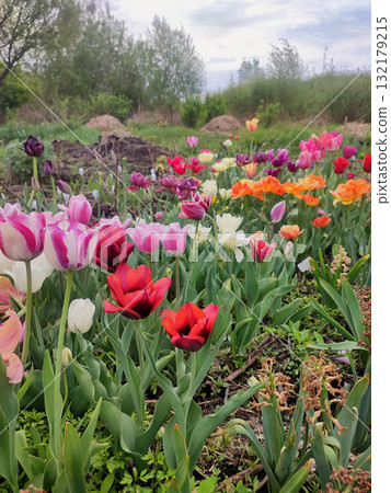 Many blooming colorful tulips flowers on spring day. Varietal blooming tulips. Blooming white pink red tulips flowers and green leaves. Growing blossoming flowers. Nature. Natural background 132179215