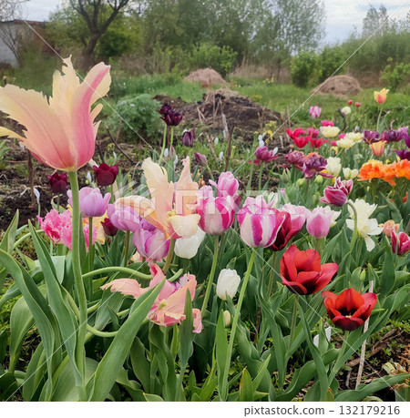 Many blooming colorful tulips flowers on spring day. Varietal blooming tulips. Blooming white pink red tulips flowers and green leaves. Growing blossoming flowers. Nature. Natural background 132179216