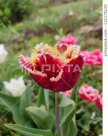 Beautiful varietal blooming tulip close up. Growing blossoming flower with red orange petals on background of blurred multicolored flowering flowers on sunny spring day. Nature. Natural background 132179220