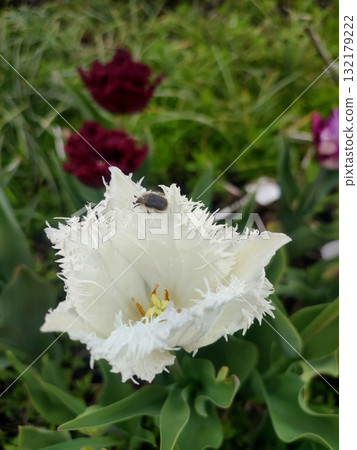 Tulip. Beautiful blooming tulip flower. Blooming tulip flower with white petal in inflorescence on sunny spring morning. Blooming of blossoming white tulip flower growing ground. Natural background 132179222