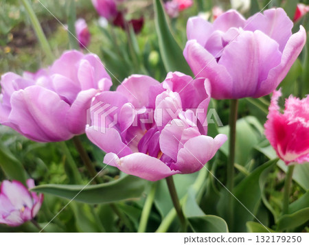 Tulip. Beautiful blooming tulip flower. Blooming tulip flower with purple petal in inflorescence on sunny spring morning. Blooming of blossoming violet tulip flower growing ground. Natural background Tulip. Beautiful blooming tulip flower. Blooming tulip flower with purple petal in inflorescence on sunny spring morning. Blooming of blossoming violet tulip flower growing ground. Natural background 132179250