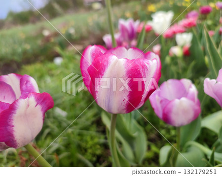 Tulip. Beautiful blooming tulip flower. Blooming tulip flower with pink petal in inflorescence on sunny spring morning. Blooming of blossoming red tulip flower growing in ground. Natural background 132179251
