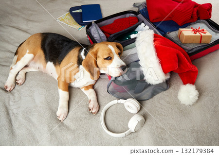 The beagle dog is lying next to a suitcase with clothes and gift The beagle dog is lying next to a suitcase with clothes and gift 132179384