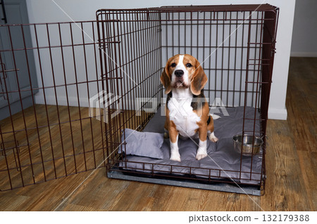 The dog is sitting in a cage. Wire box for keeping pets 132179388