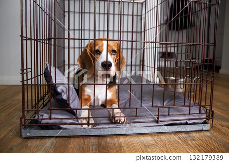 The dog is sitting in a cage. Wire box for keeping pets The dog is sitting in a cage. Wire box for keeping pets 132179389