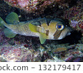 Porcupinefish with beautiful eyes that live on coral reefs 132179417