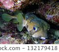 Porcupinefish with beautiful eyes that live on coral reefs 132179418