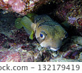 Porcupinefish with beautiful eyes that live on coral reefs 132179419
