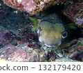 Porcupinefish with beautiful eyes that live on coral reefs 132179420