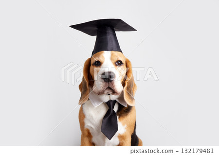 Beagle dog wearing graduation cap poses with tongue out in studio setting Beagle dog wearing graduation cap poses with tongue out in studio setting 132179481