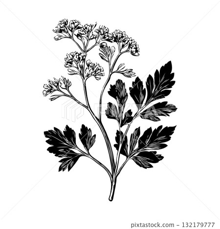 Botanical illustration of flowering parsley herb with detailed leaves and blossoms in black ink style on a plain white background Botanical illustration of flowering parsley herb with detailed leaves and blossoms in black ink style on a plain white background 132179777