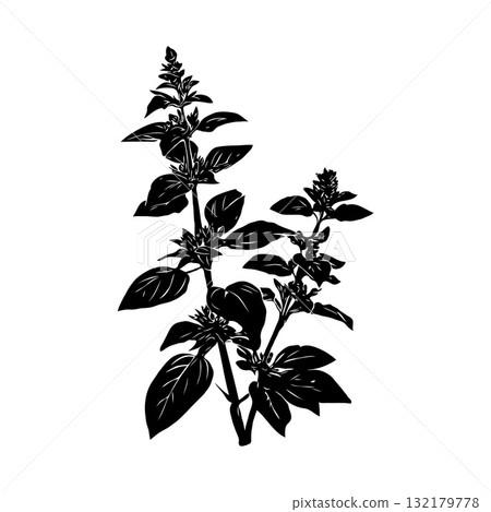 Silhouette of a basil herb plant with detailed leaves and flowers, in monochrome ink style, isolated on a clean white background, concept of nature Silhouette of a basil herb plant with detailed leaves and flowers, in monochrome ink style, isolated on a clean white background, concept of nature 132179778