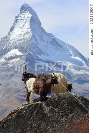 山羊和馬特洪峰 132180007