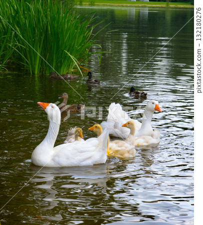 Domestic Goose Family with Goslings Swimming in a Park Pond Domestic Goose Family with Goslings Swimming in a Park Pond 132180276