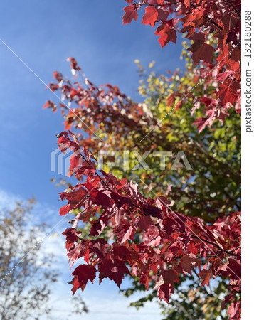 加拿大楓樹秋葉 加拿大楓樹秋葉 132180288