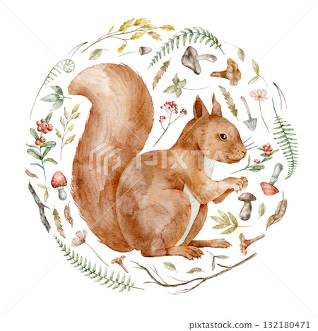 Squirrel watercolor illustration surrounded by woodland elements including mushrooms, leaves, and berries. Drawing of forest animal with autumn plants for nursery poster or greeting cards and invites. Squirrel watercolor illustration surrounded by woodland elements including mushrooms, leaves, and berries. Drawing of forest animal with autumn plants for nursery poster or greeting cards and invites. 132180471