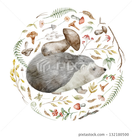 Hedgehog surrounded by forest elements Watercolor illustration. Drawing of forest animal with mushrooms, leaves, and berries in circle for Baby invitations or childish woodland greeting cards. Hedgehog surrounded by forest elements Watercolor illustration. Drawing of forest animal with mushrooms, leaves, and berries in circle for Baby invitations or childish woodland greeting cards. 132180500